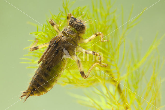 Gewone oeverlibel (Orthetrum cancellatum)