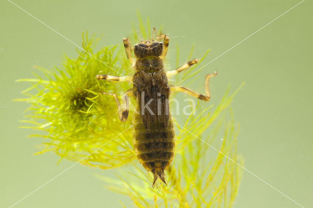 Gewone oeverlibel (Orthetrum cancellatum)