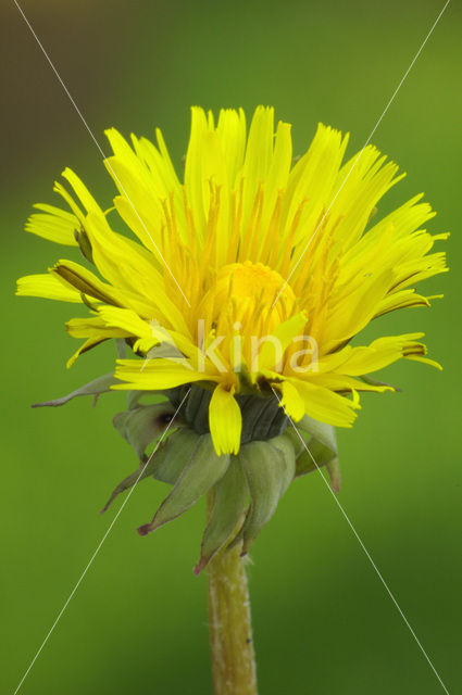 Common Dandelion (Taraxacum officinale)