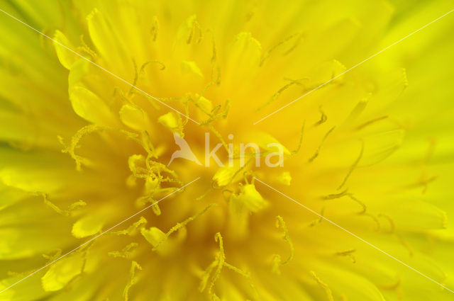 Gewone paardenbloem (Taraxacum officinale)