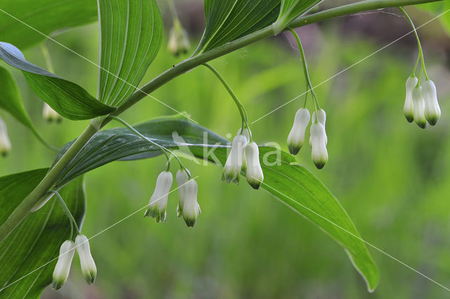 Solomon’s seal (Polygonatum multiflorum)