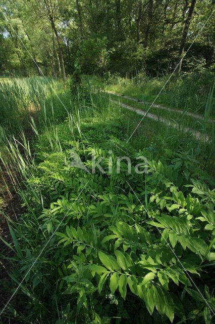 Gewone salomonszegel (Polygonatum multiflorum)