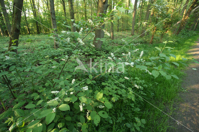 Gewone vogelkers (Prunus padus)