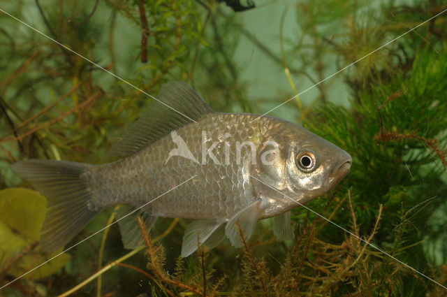 Giebel (Carassius gibelio)