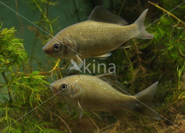 Prussian carp (Carassius gibelio)