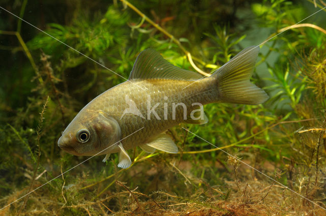 Giebel (Carassius gibelio)