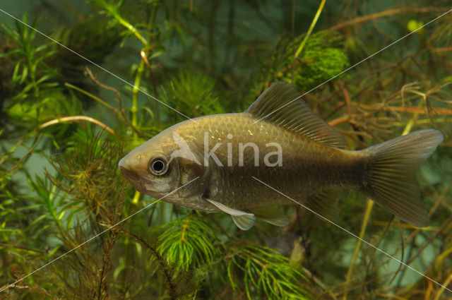 Giebel (Carassius gibelio)