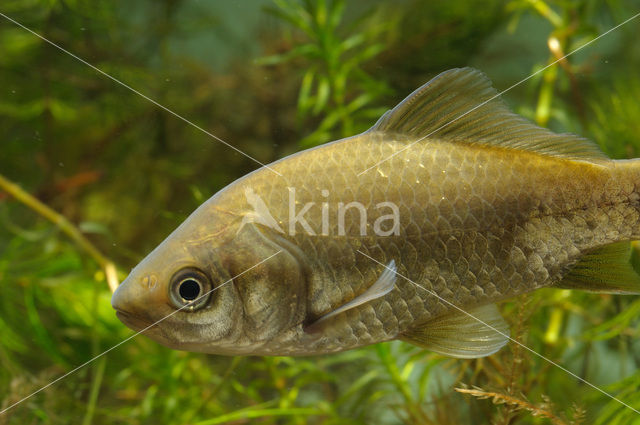 Giebel (Carassius gibelio)