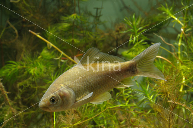 Prussian carp (Carassius gibelio)
