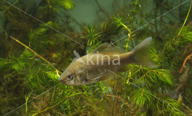 Giebel (Carassius gibelio)