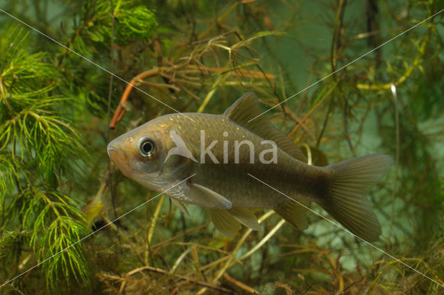 Giebel (Carassius gibelio)