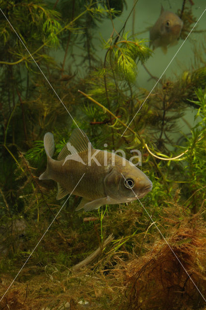 Prussian carp (Carassius gibelio)