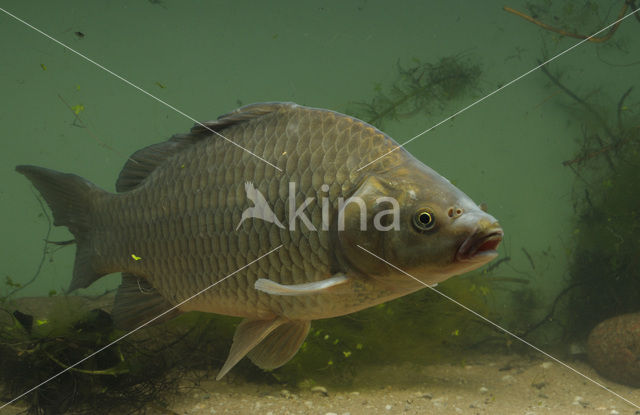 Prussian carp (Carassius gibelio)