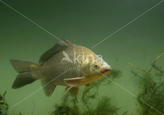 Giebel (Carassius gibelio)