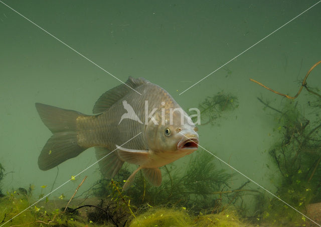 Prussian carp (Carassius gibelio)