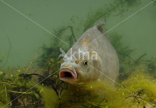 Giebel (Carassius gibelio)