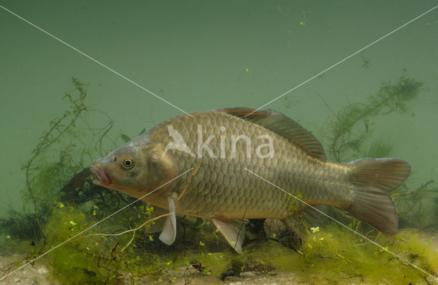 Giebel (Carassius gibelio)