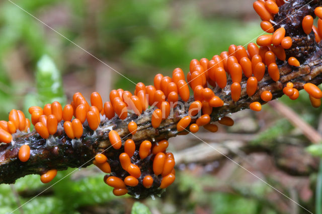 Leocarpus fragilis