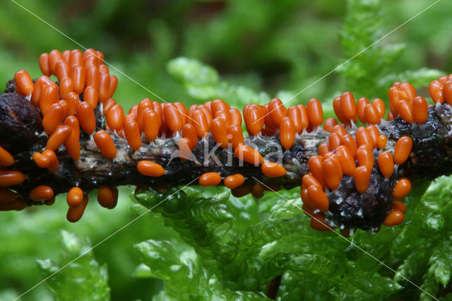 Glanzend druivenpitje (Leocarpus fragilis)