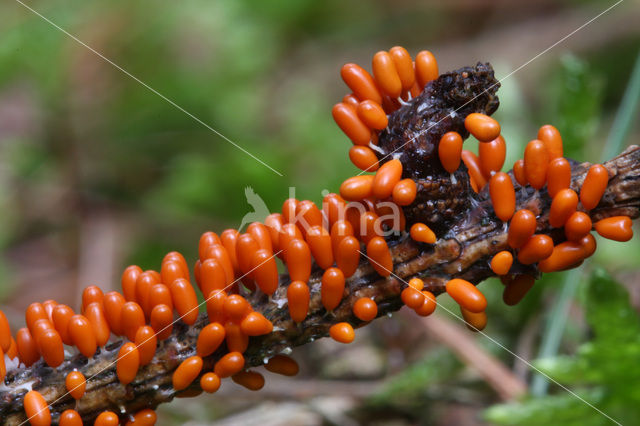 Leocarpus fragilis