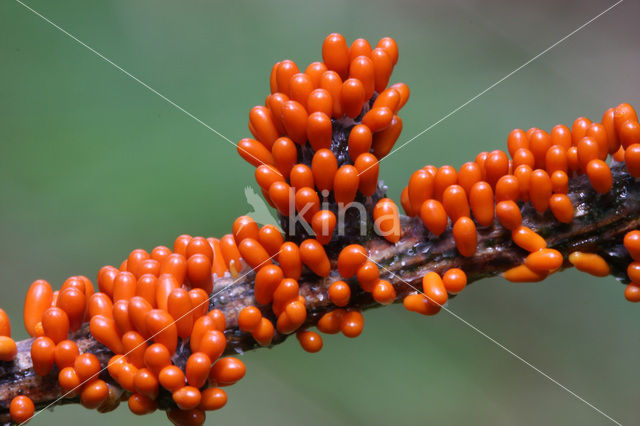 Glanzend druivenpitje (Leocarpus fragilis)