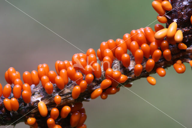 Glanzend druivenpitje (Leocarpus fragilis)