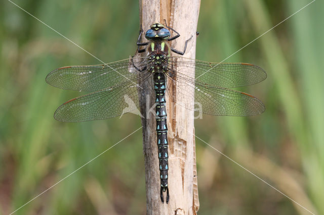 Glassnijder (Brachytron pratense)