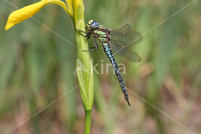 Hairy Dragonfly (Brachytron pratense)