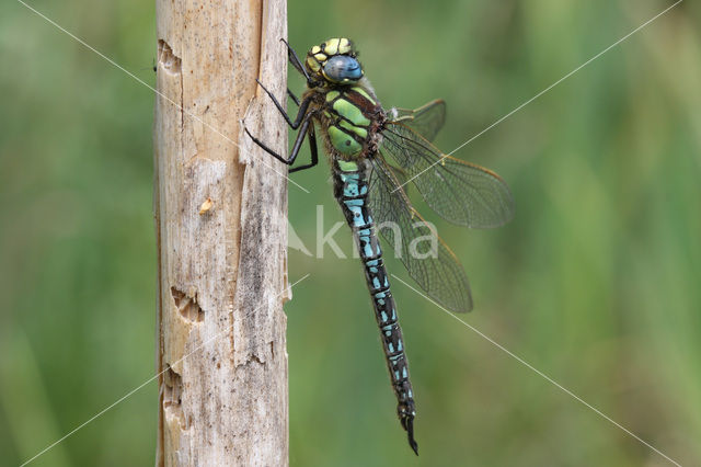 Glassnijder (Brachytron pratense)