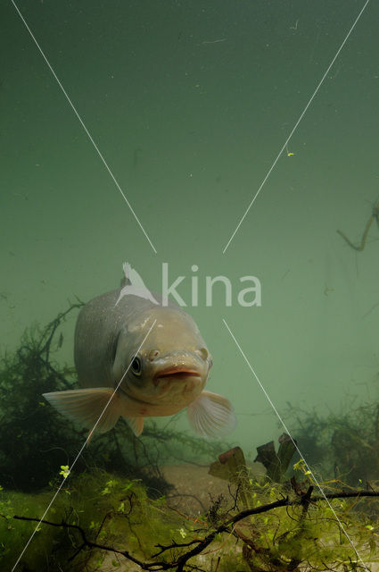 Grass Carp (Ctenopharyngodon idella)