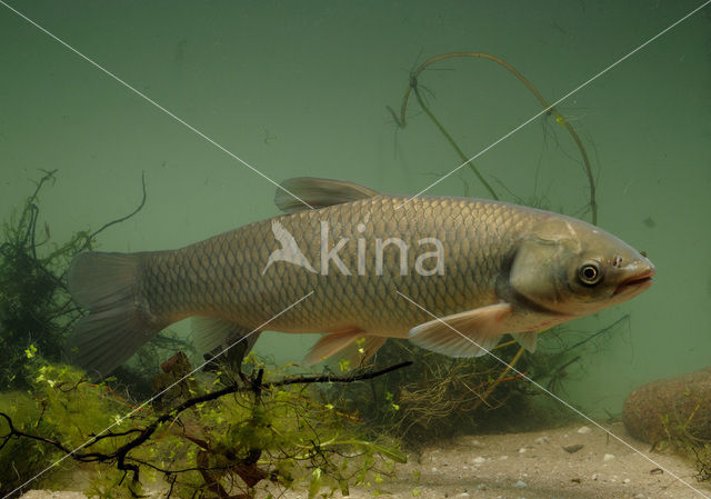 Graskarper (Ctenopharyngodon idella)