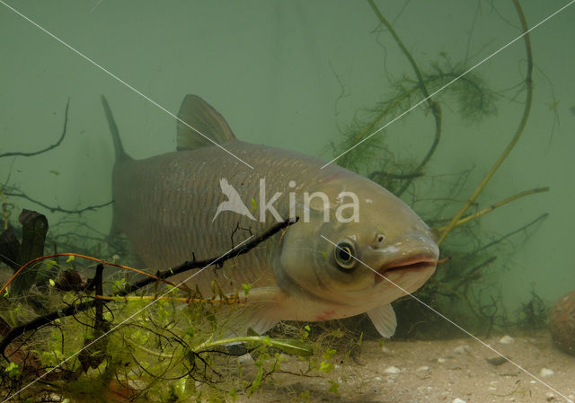 Grass Carp (Ctenopharyngodon idella)