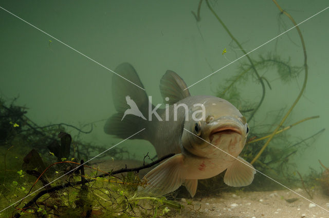 Grass Carp (Ctenopharyngodon idella)