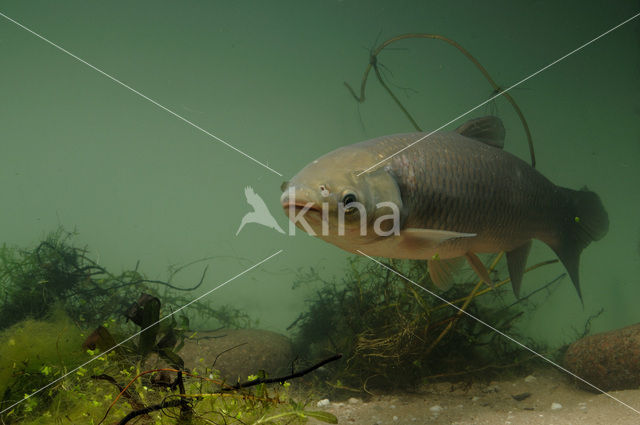 Graskarper (Ctenopharyngodon idella)