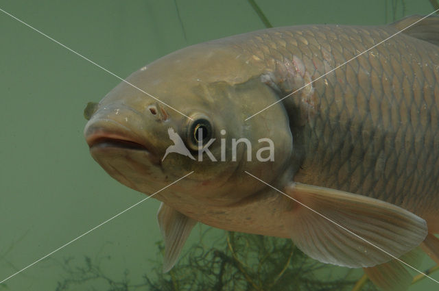 Grass Carp (Ctenopharyngodon idella)