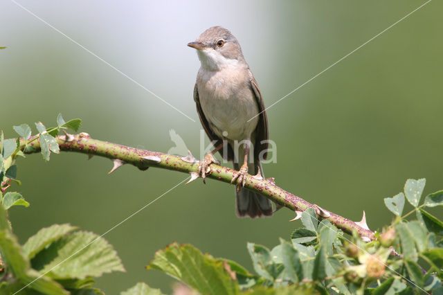 Grasmus (Sylvia communis)