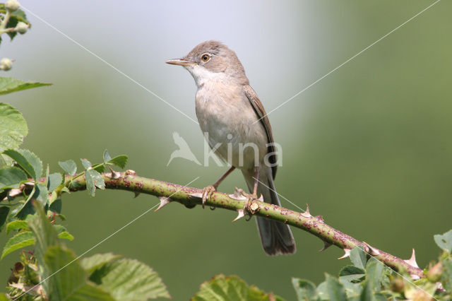 Greater Whitethroat (Sylvia communis)