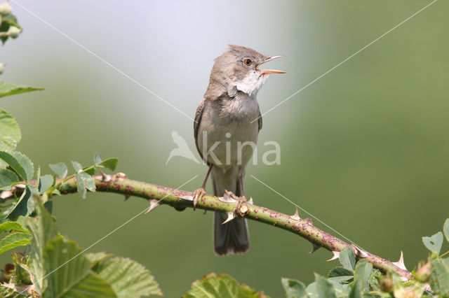 Greater Whitethroat (Sylvia communis)