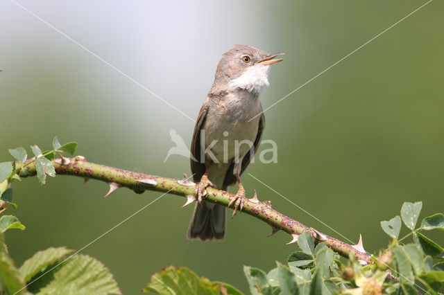 Greater Whitethroat (Sylvia communis)