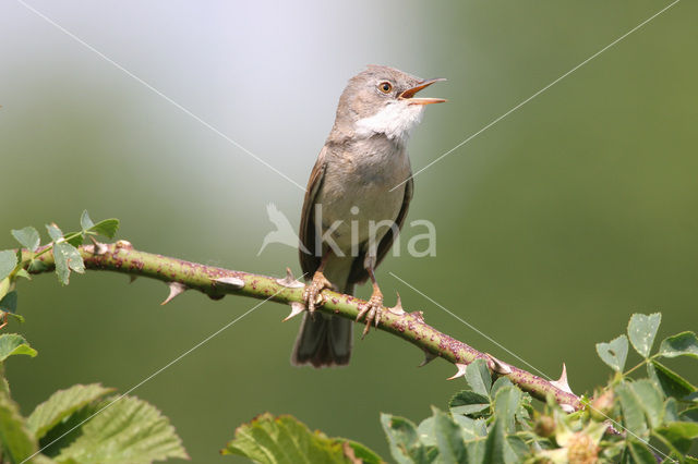 Grasmus (Sylvia communis)