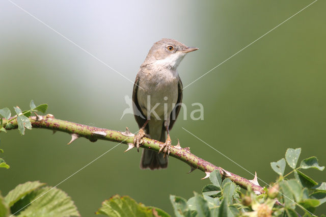 Greater Whitethroat (Sylvia communis)