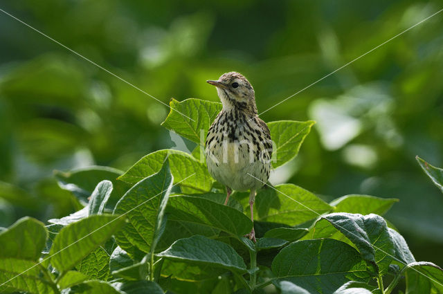 Meadow Pipit (Anthus pratensis)