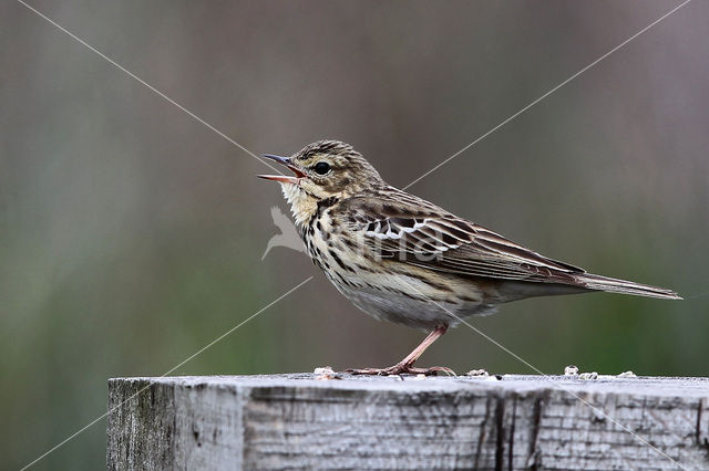 Meadow Pipit (Anthus pratensis)