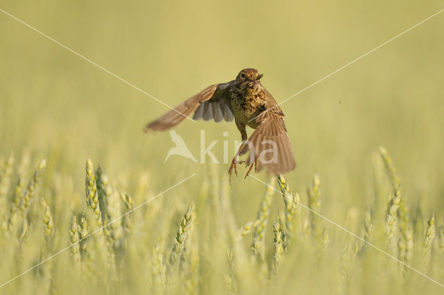 Corn Bunting (Miliaria calandra)