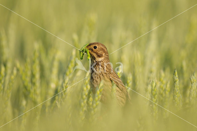 Corn Bunting (Miliaria calandra)