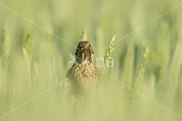 Corn Bunting (Miliaria calandra)