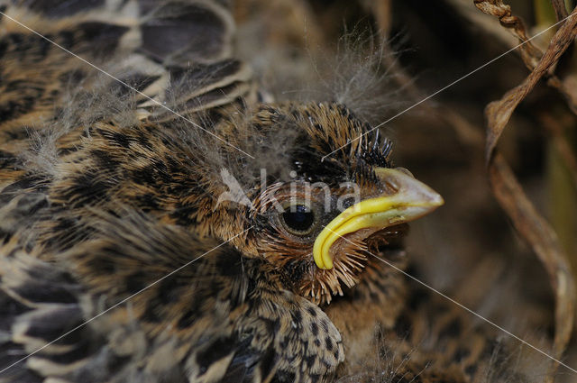 Corn Bunting (Miliaria calandra)