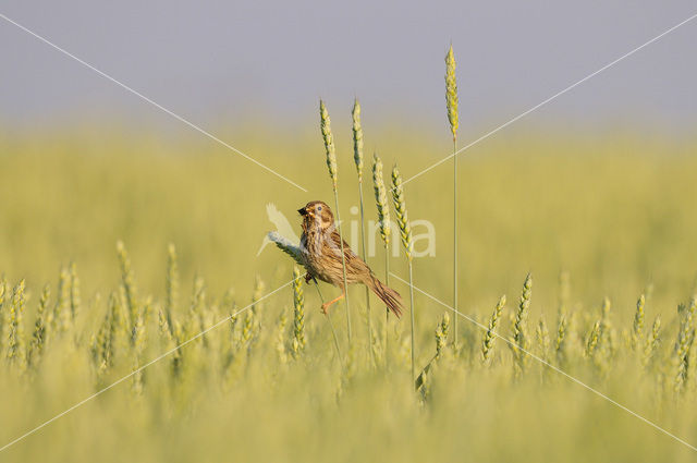 Corn Bunting (Miliaria calandra)