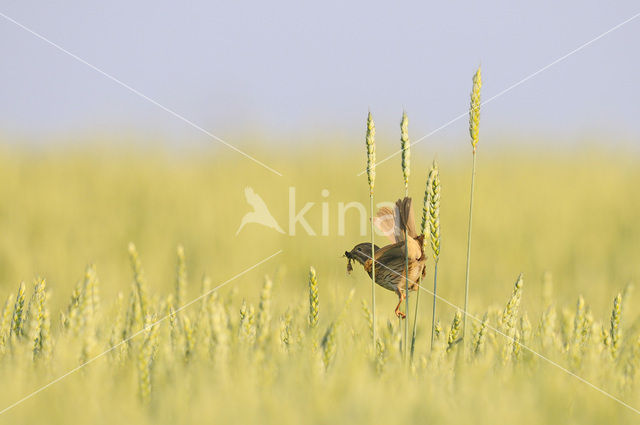 Grauwe Gors (Miliaria calandra)