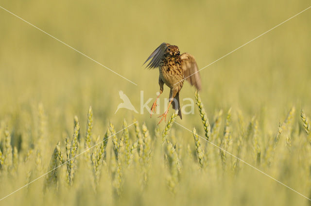 Grauwe Gors (Miliaria calandra)